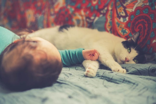 How to Train Your Cat to Get Along with Small Children